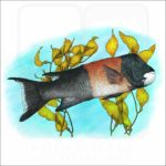 California Sheephead illustration