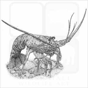 California Spiny Lobster