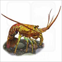California Spiny Lobster illustration