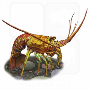 California Spiny Lobster illustration