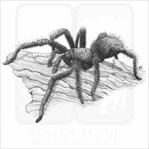 Bay Area Blond Tarantula