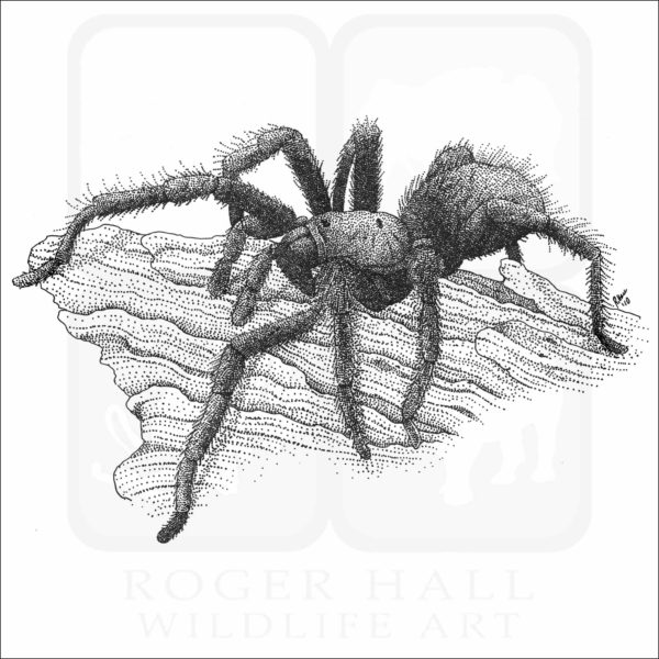 Bay Area Blond Tarantula