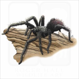 Bay Area Blond Tarantula illustration