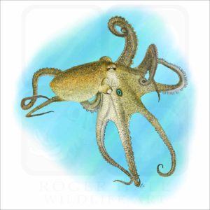 California Two-Spot Octopus illustration