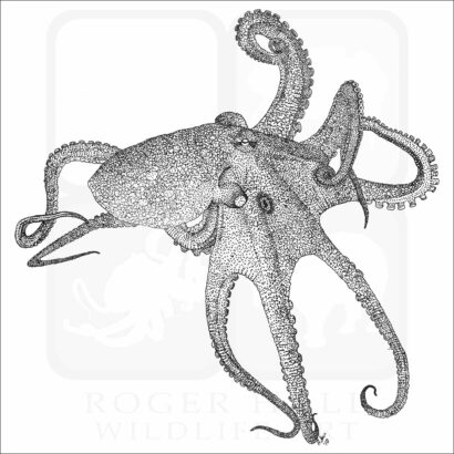 California Two-Spot Octopus