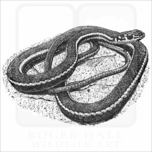 California Whipsnake
