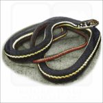 California Whipsnake illustration