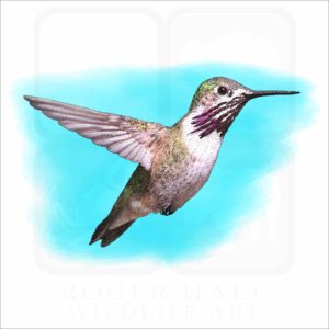 Calliope Hummingbird illustration