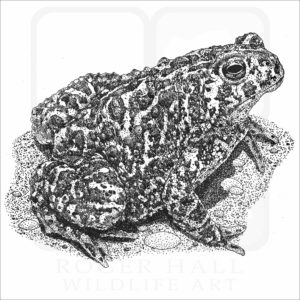 Canadian Toad