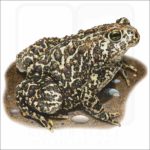 Canadian Toad illustration