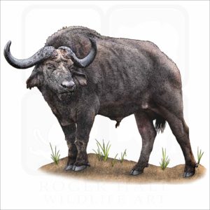 Cape of African Buffalo illustration