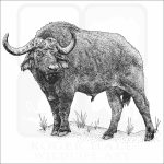Cape or African Buffalo