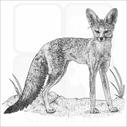Cape Fox