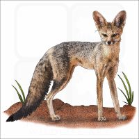 Cape Fox illustration