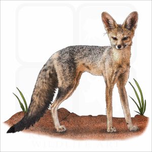 Cape Fox illustration