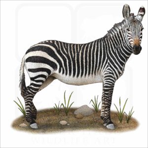 Cape Mountain Zebra illustration