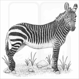 Cape Mountain Zebra