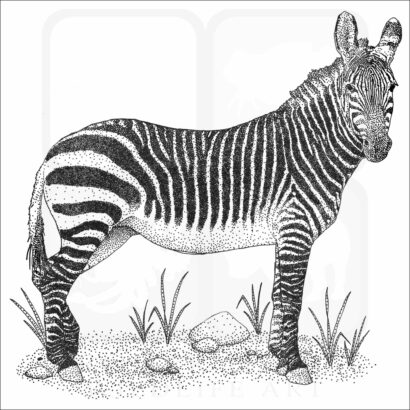 Cape Mountain Zebra
