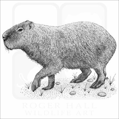 Capybara