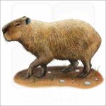 Capybara illustration