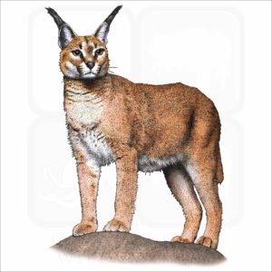 Caracal illustration