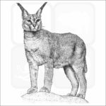 Caracal