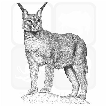 Caracal