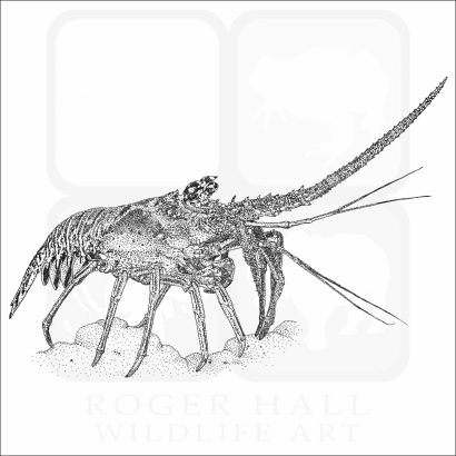 Caribbean Spiny Lobster