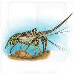 Caribbean Spiny Lobster illustration