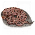 Carolina Pygmy Rattlesnake illustration