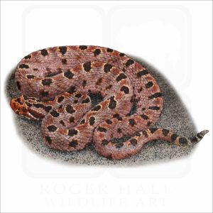 Carolina Pygmy Rattlesnake illustration