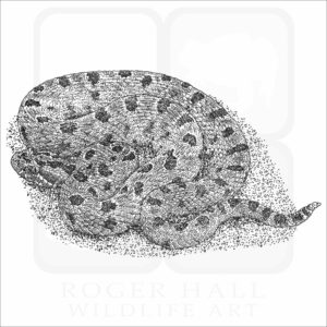 Carolina Pygmy Rattlesnake