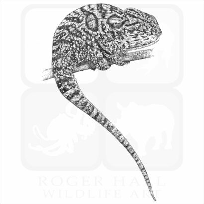Carpet Chameleon