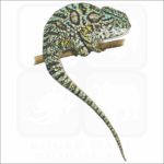 Carpet Chameleon illustration