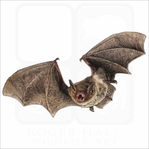 Cave Bat or Cave Myotis illustration