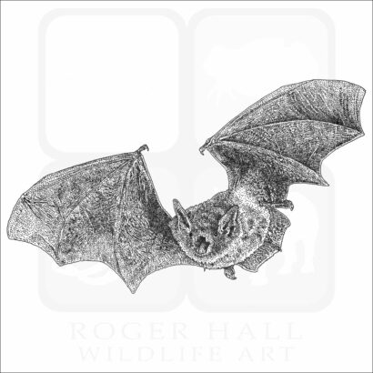 Cave Bat or Cave Myotis