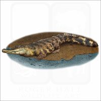 Central African Slender-Snouted Crocodile illustration