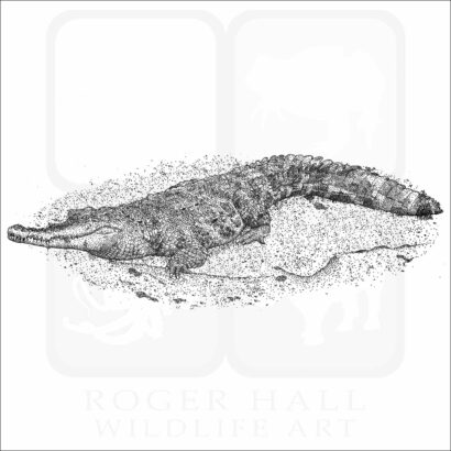Central African Slender-Snouted Crocodile