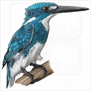 Cerulean Kingfisher illustration