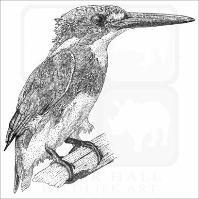 Cerulean Kingfisher
