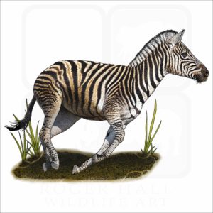 Chapman's Zebra illustration