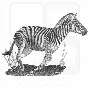 Chapman's Zebra