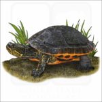Chicken Turtle illustration