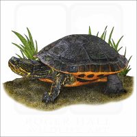 Chicken Turtle illustration