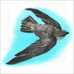 Chimney Swift illustration