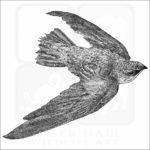 Chimney Swift