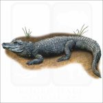 Chinese Alligator illustration