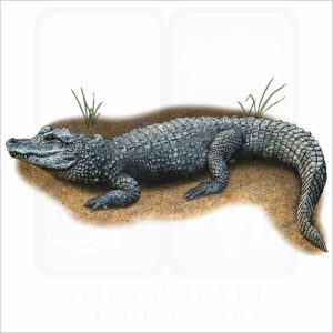 Chinese Alligator illustration