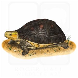 Chinese Box Turtle illustration