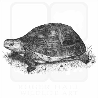 Chinese Box Turtle